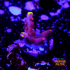 Fox flame acropora  1