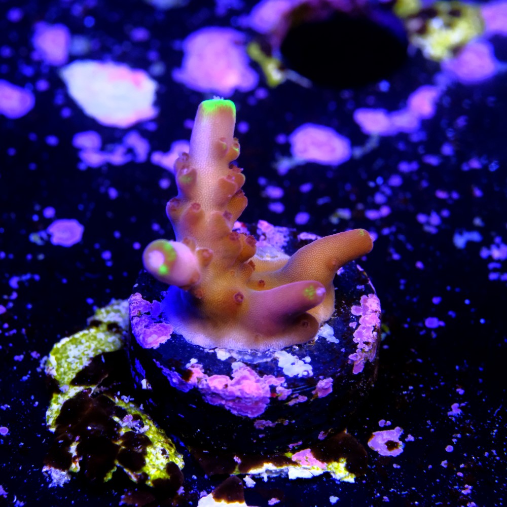 Fox flame acropora  2