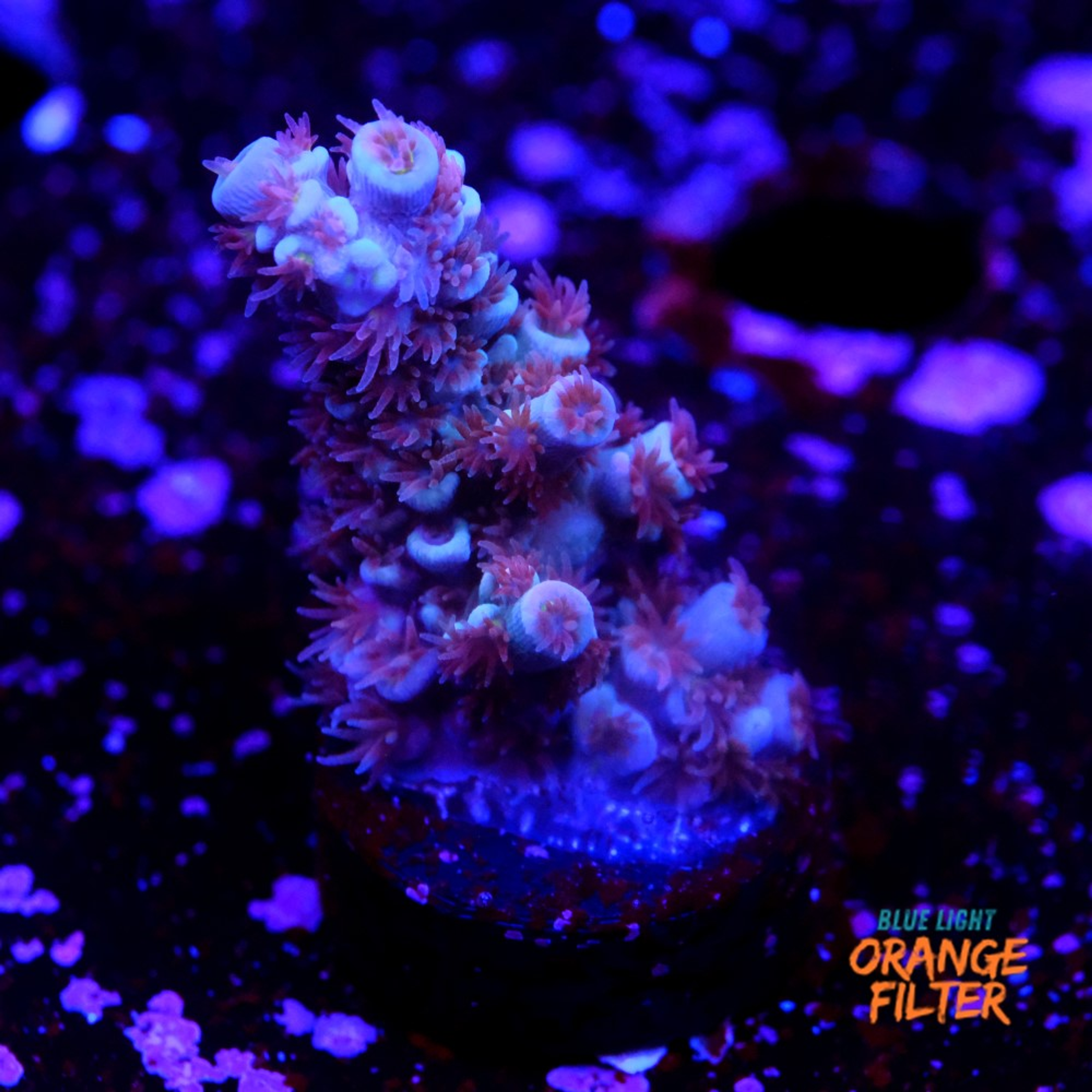 Acropora tenuis nebula