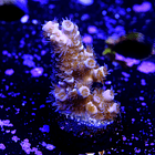 Acropora tenuis nebula 2