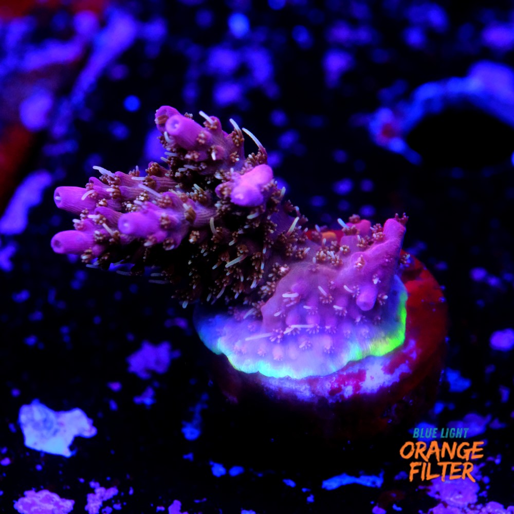 Tyree pinky the bear acropora 1