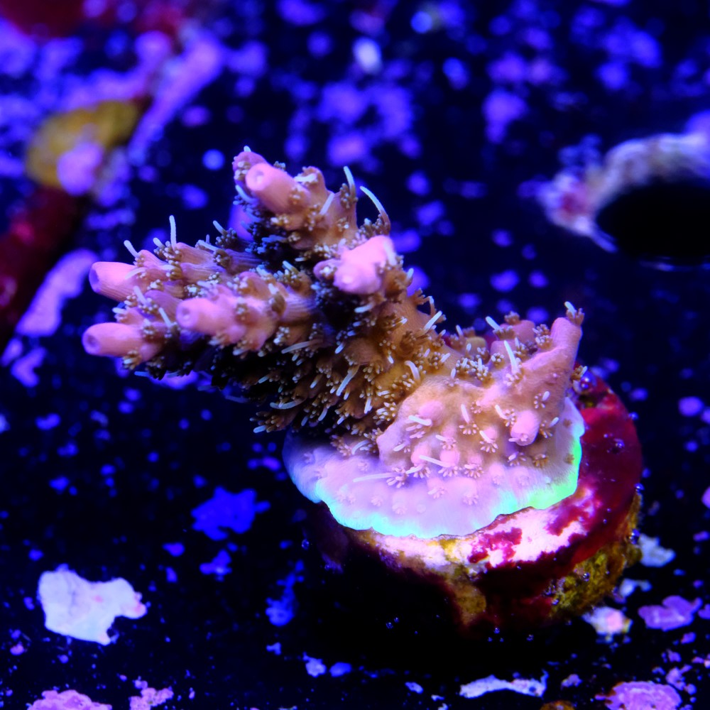 Tyree pinky the bear acropora 2