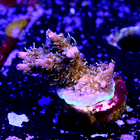 Tyree pinky the bear acropora 2