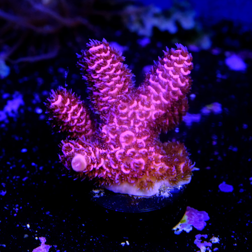 Acropora millepora  2