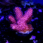 Acropora millepora  2