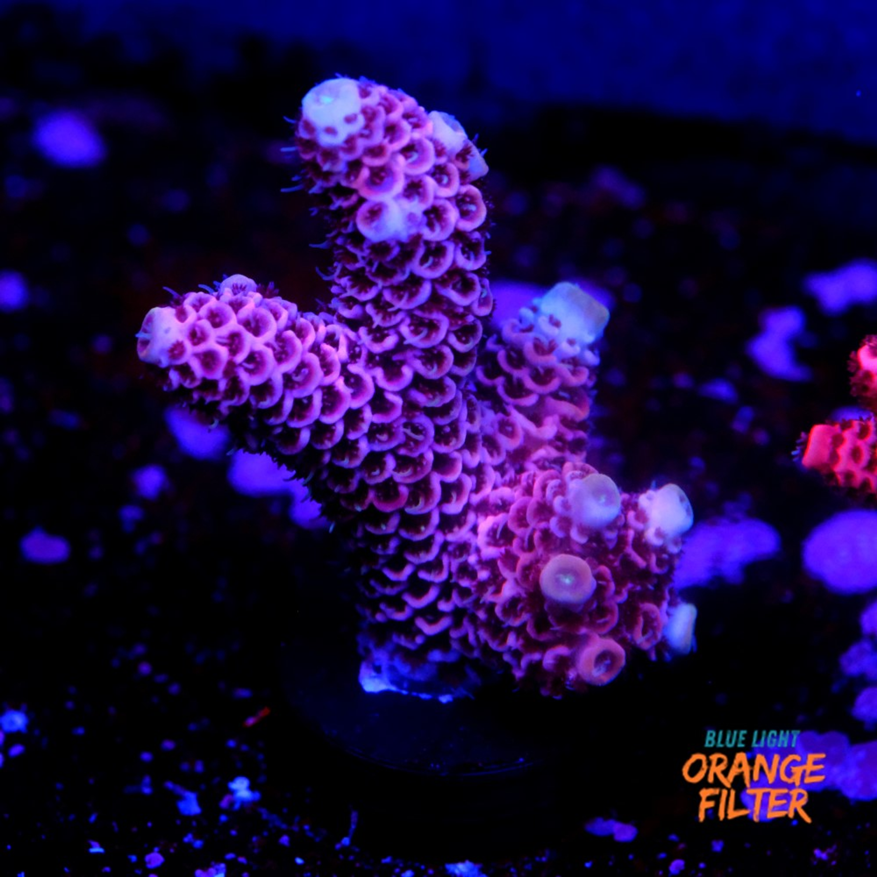 Acropora millepora 