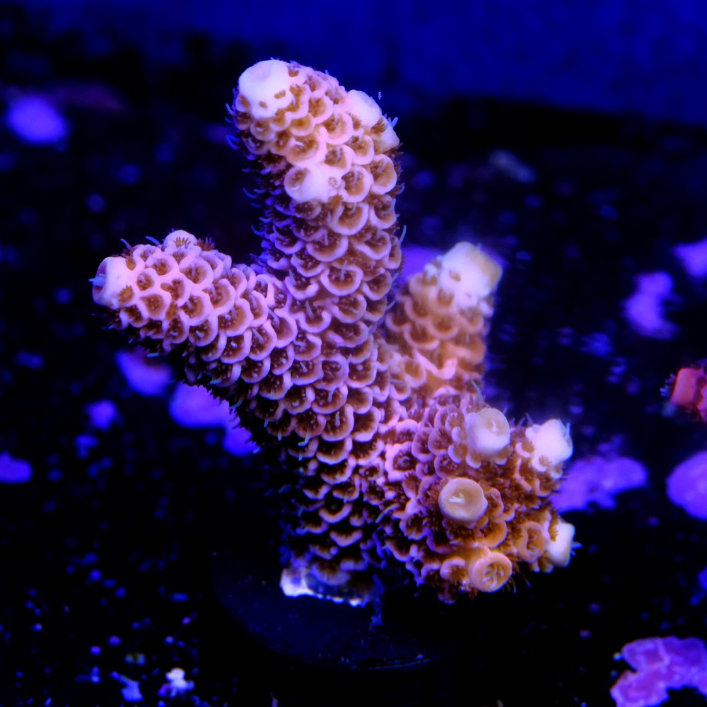Acropora millepora  2