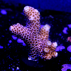 Acropora millepora  2