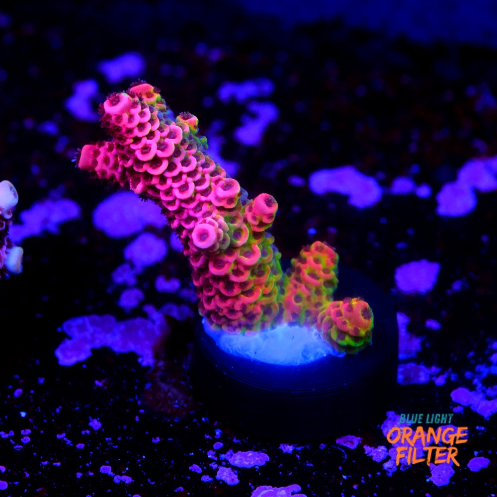 Acropora millepora  1