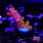 Acropora millepora  1