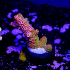 Acropora millepora  2
