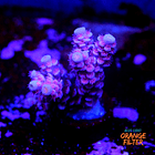 Acropora tenuis nebula 1