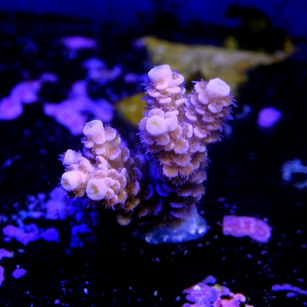 Acropora tenuis nebula 2