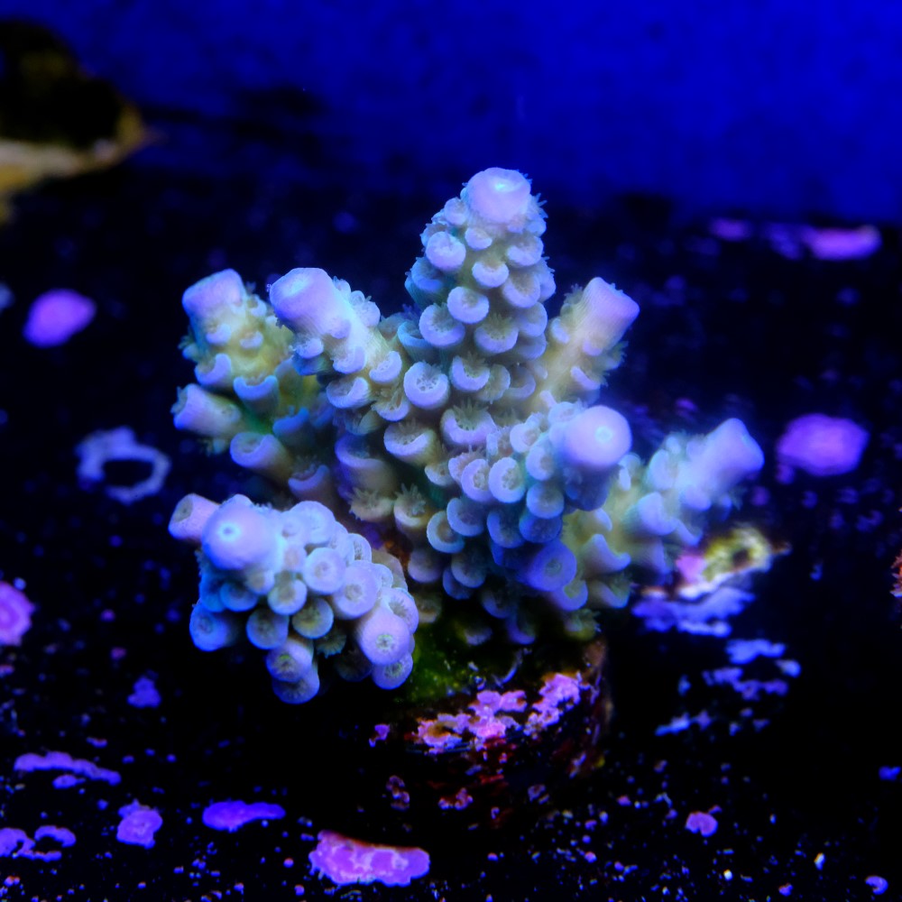Acropora tenuis 2