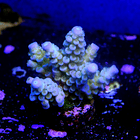 Acropora tenuis 2