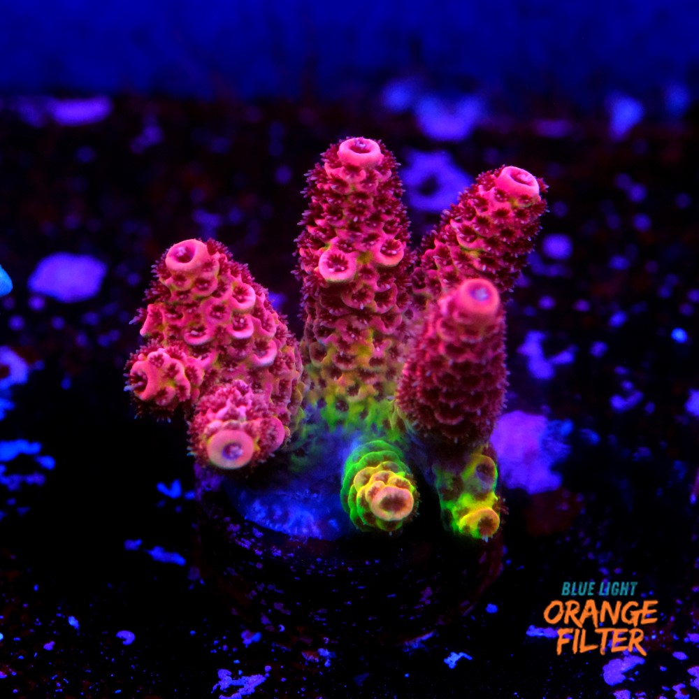Heisenberb acropora 1