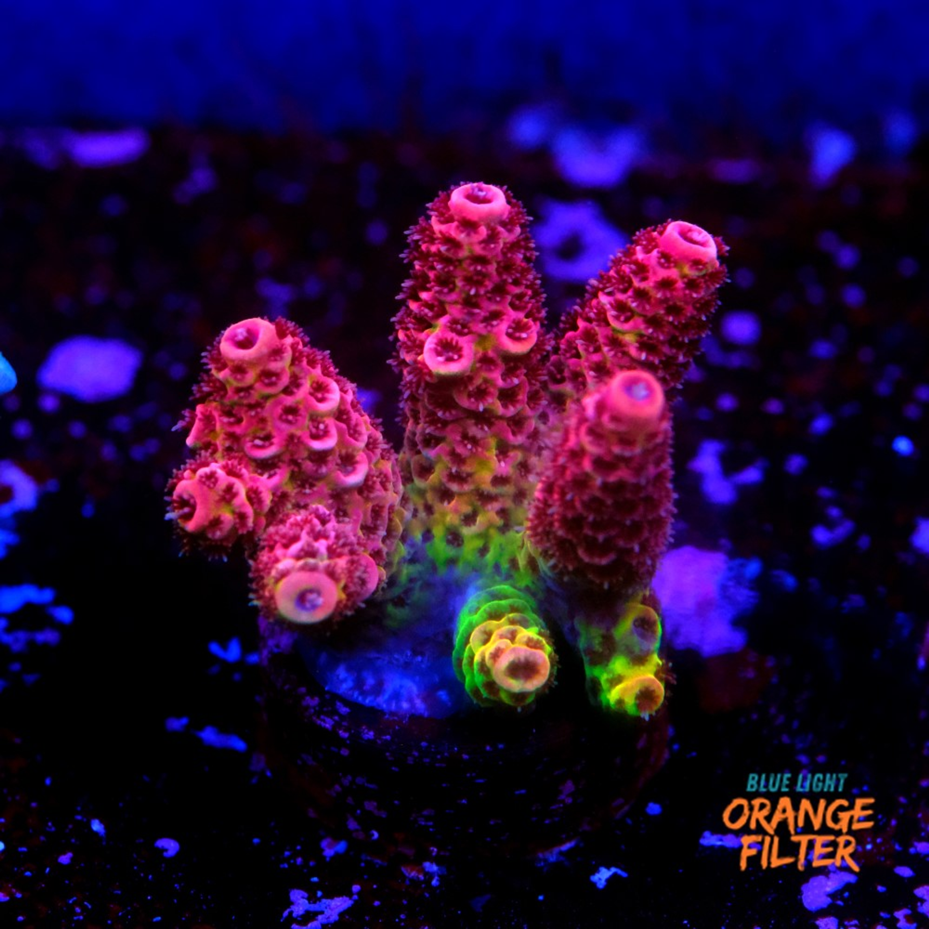 Heisenberb acropora