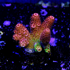 Heisenberb acropora 2