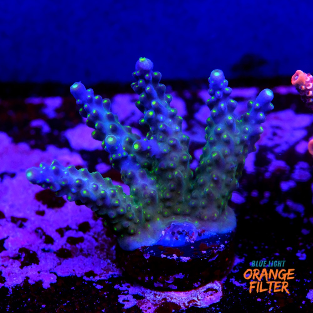 Acropora Valida 1