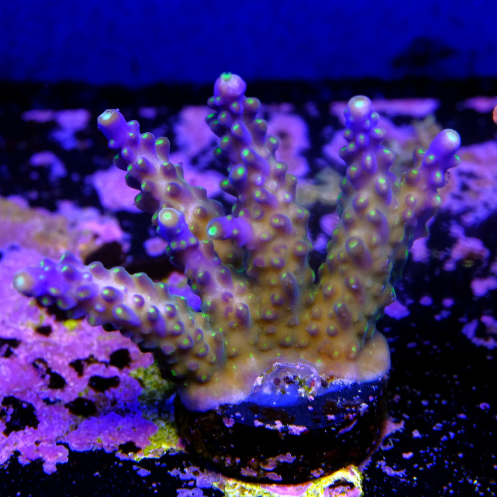 Acropora Valida 2