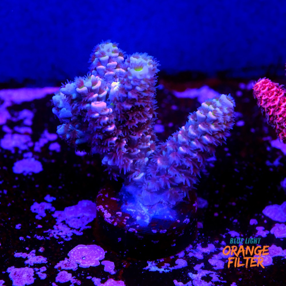 Acropora tenuis nebula 1