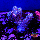 Acropora tenuis nebula 1