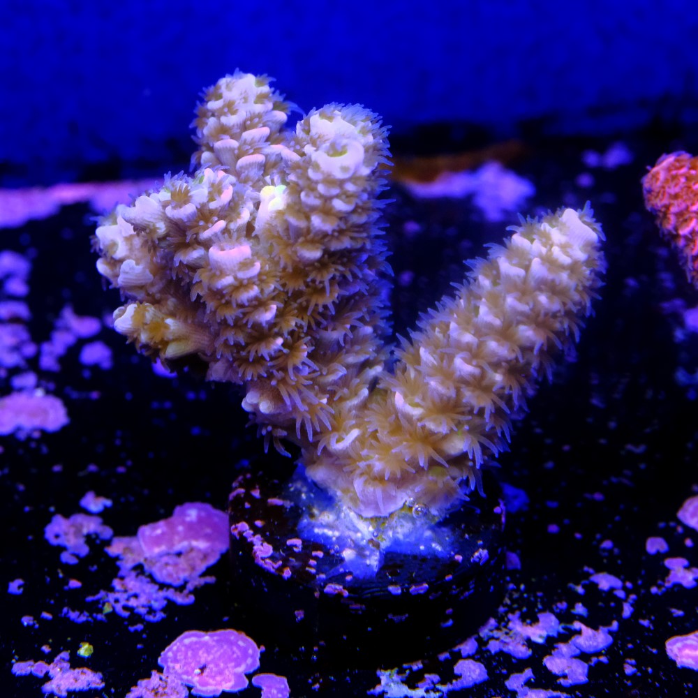 Acropora tenuis nebula 2