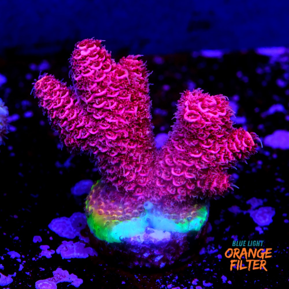 Acropora millepora  1