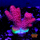 Acropora millepora  1
