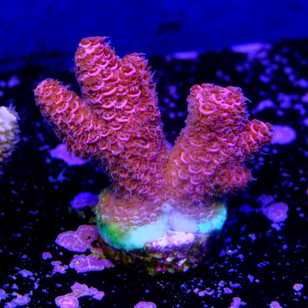 Acropora millepora  2