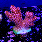 Acropora millepora  2