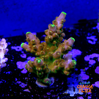 Acropora Gold Finger  2