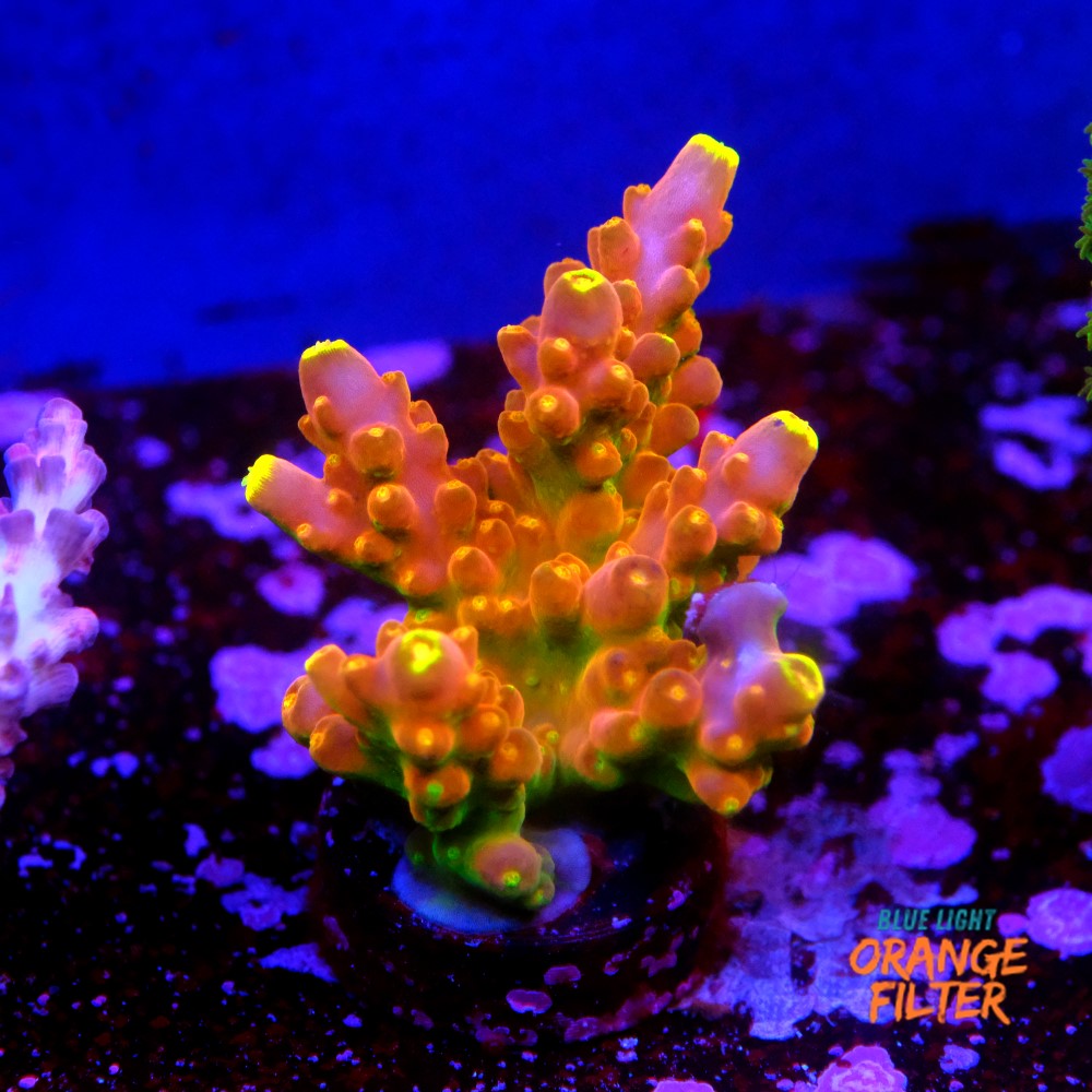 Acropora Gold Finger  1