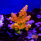 Acropora Gold Finger  1