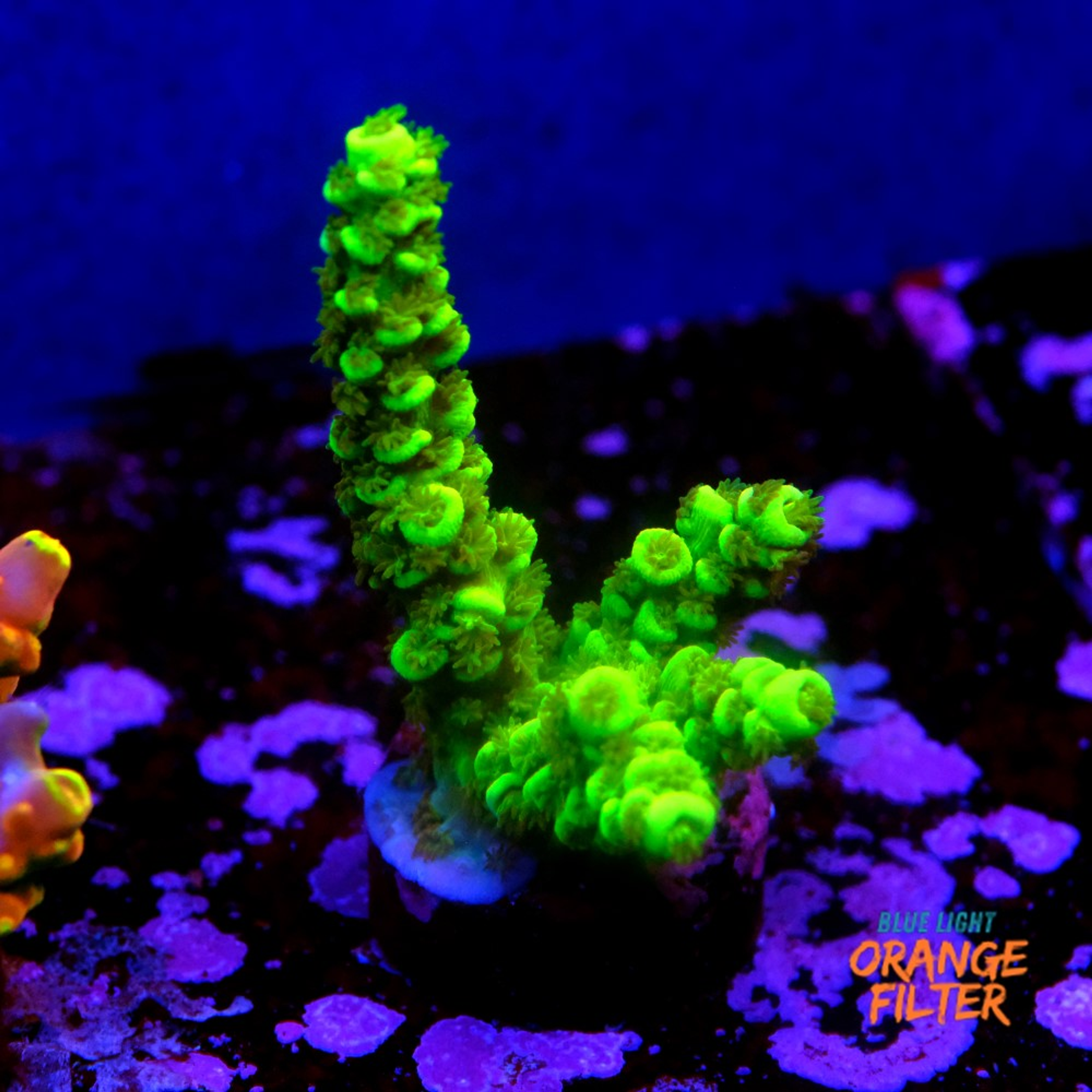 Acropora vermiculata