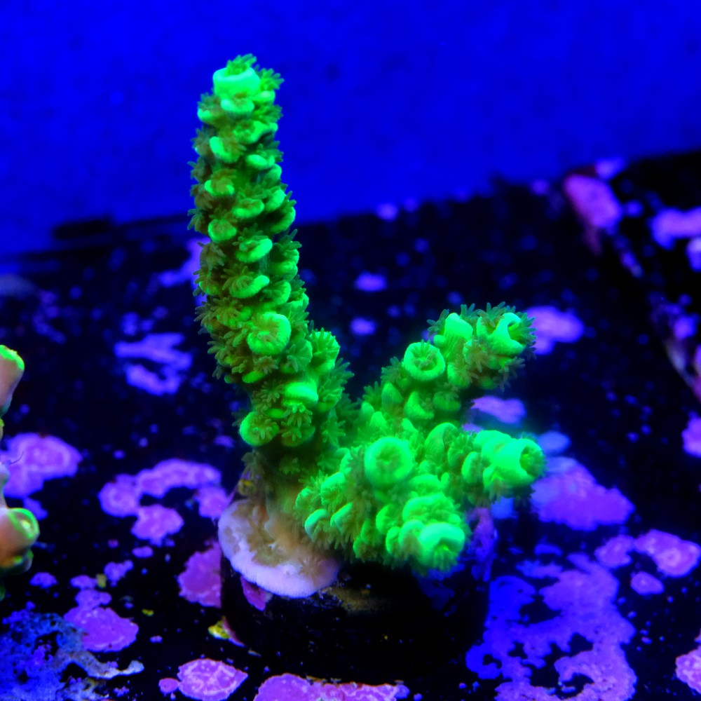 Acropora vermiculata 2