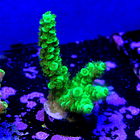 Acropora vermiculata 2