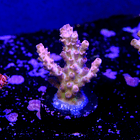 Pink heaven acropora 2
