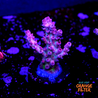 Pink heaven acropora 1