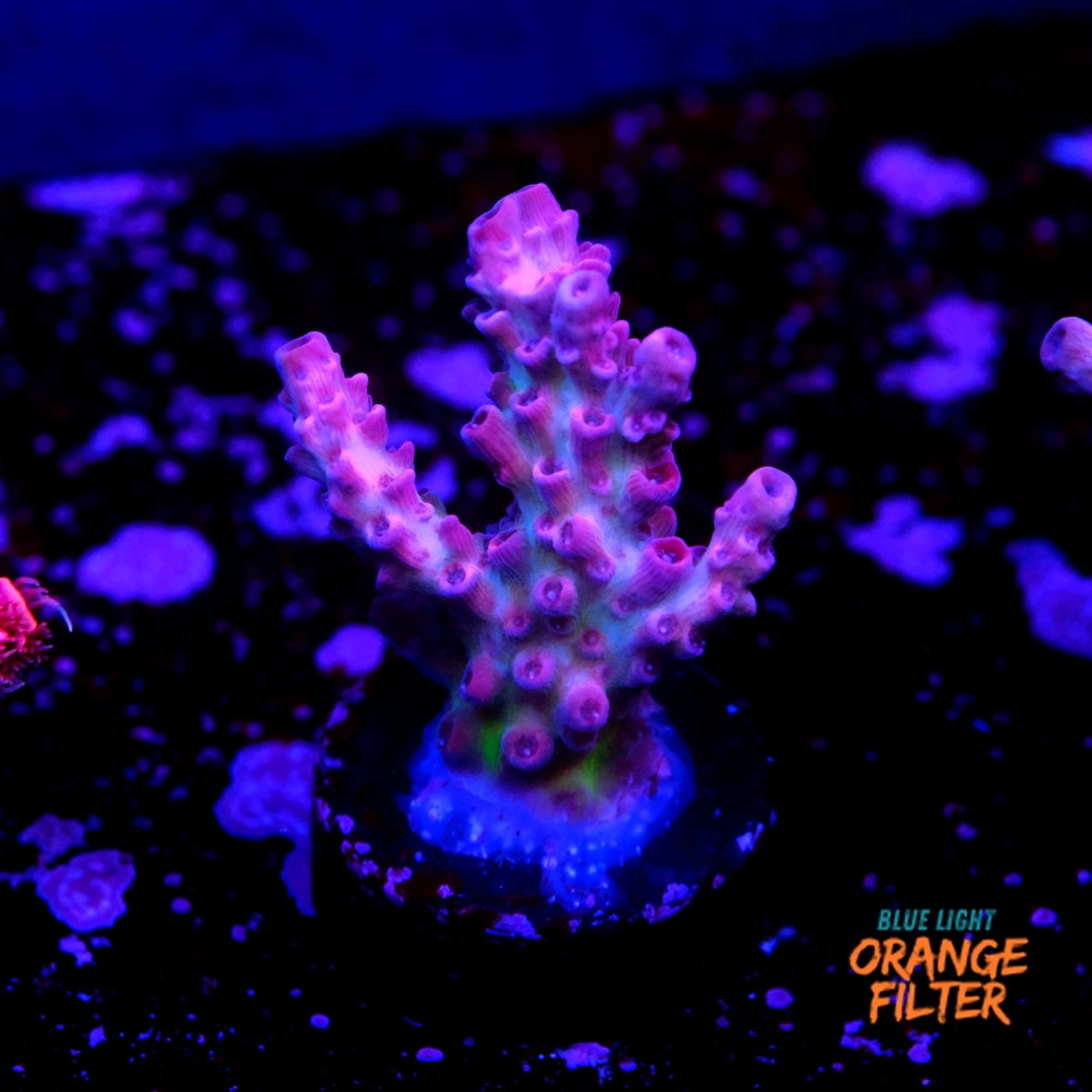 Pink heaven acropora