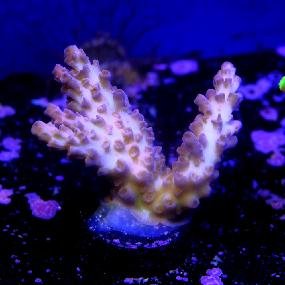 Pink heaven acropora 2