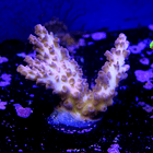 Pink heaven acropora 2