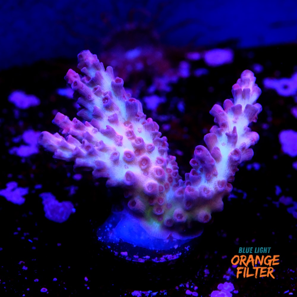 Pink heaven acropora 1