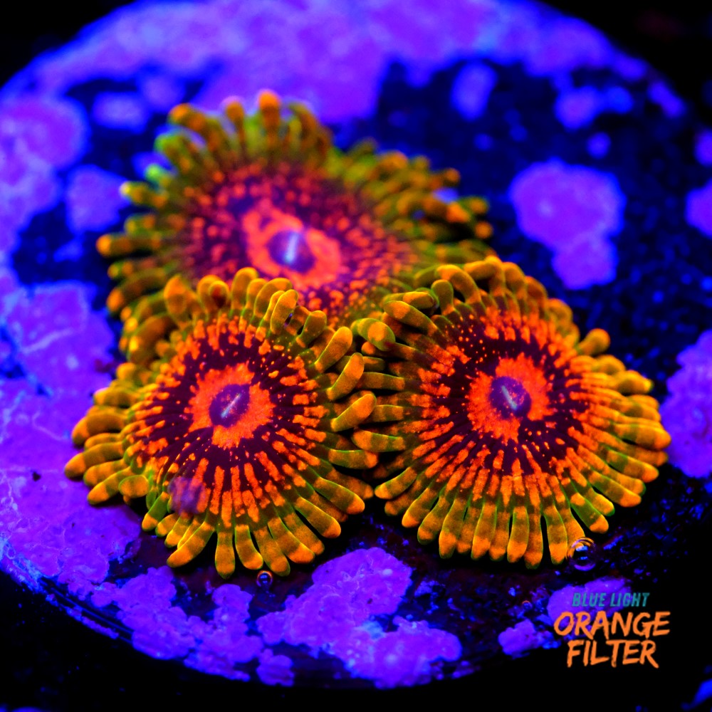 Zoanthus grand master krakatoa  1