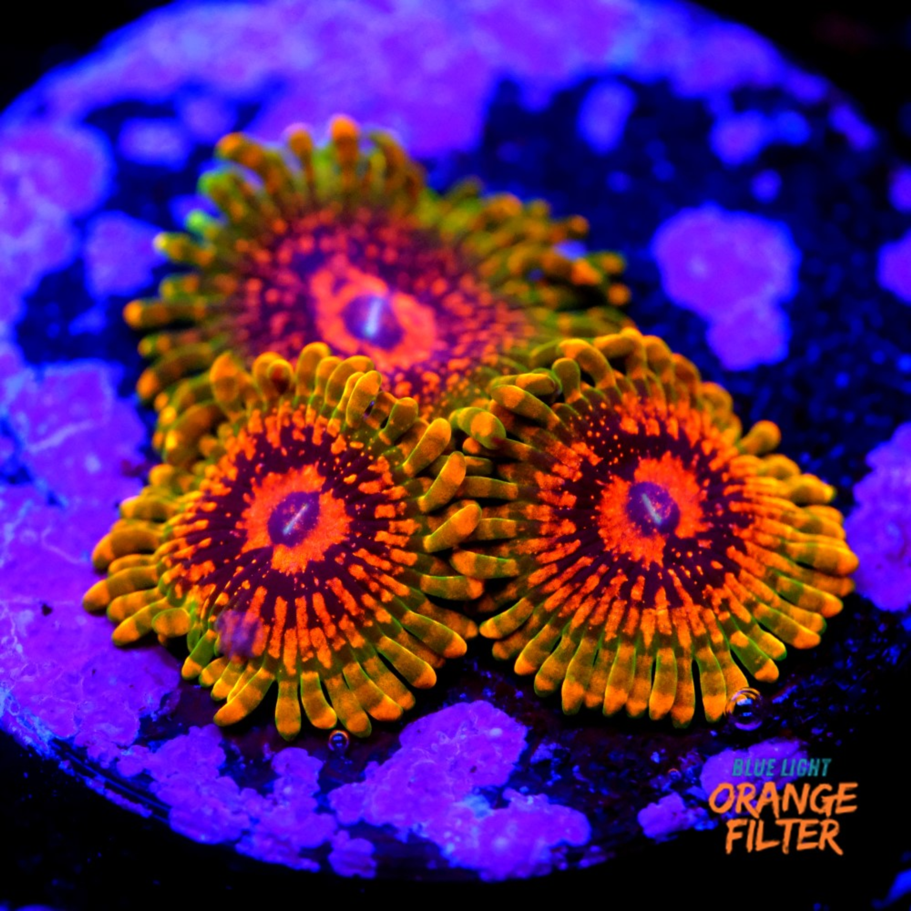 Zoanthus grand master krakatoa 