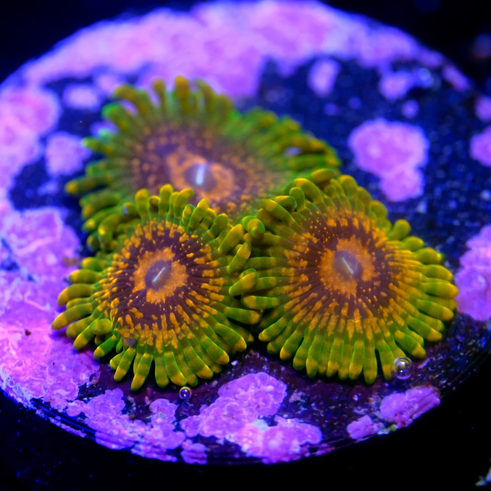 Zoanthus grand master krakatoa  2