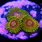 Zoanthus grand master krakatoa  2