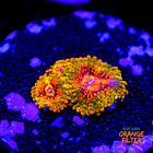 Zoanthus grand master krakatoa  1