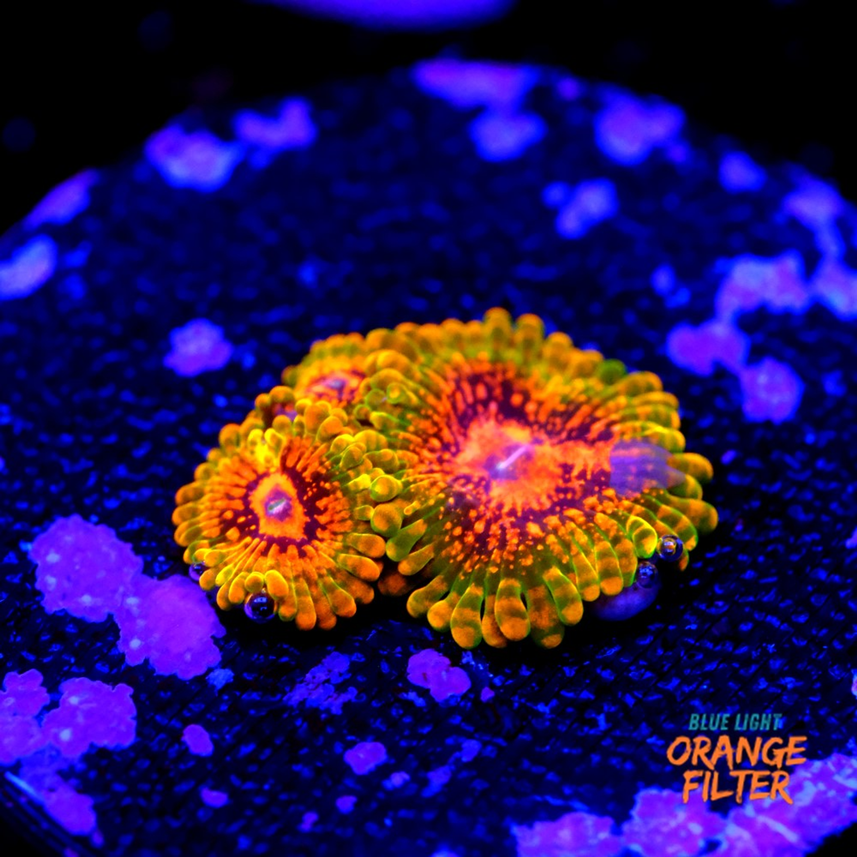 Zoanthus grand master krakatoa 