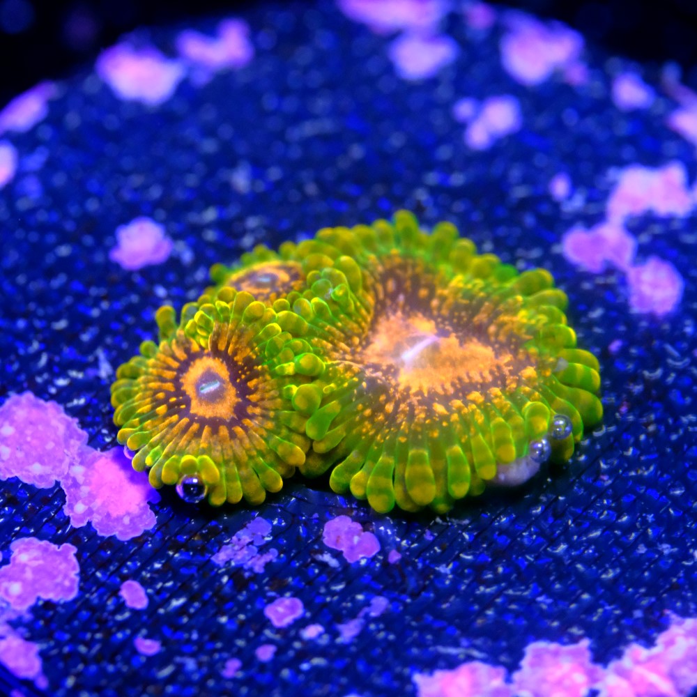 Zoanthus grand master krakatoa  2